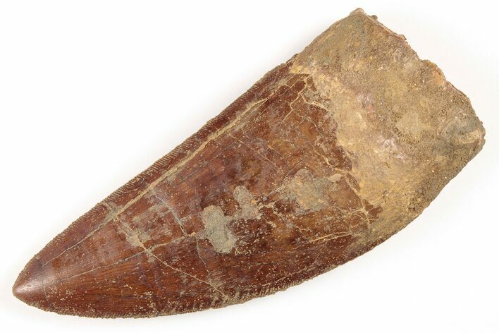 Serrated, Carcharodontosaurus Tooth - Massive Dinosaur Tooth #206294